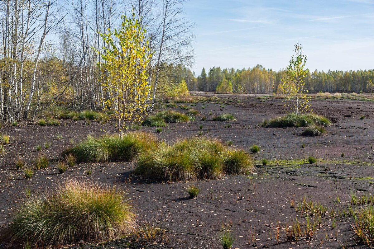 Торфяное местородение. Фото из интернета.