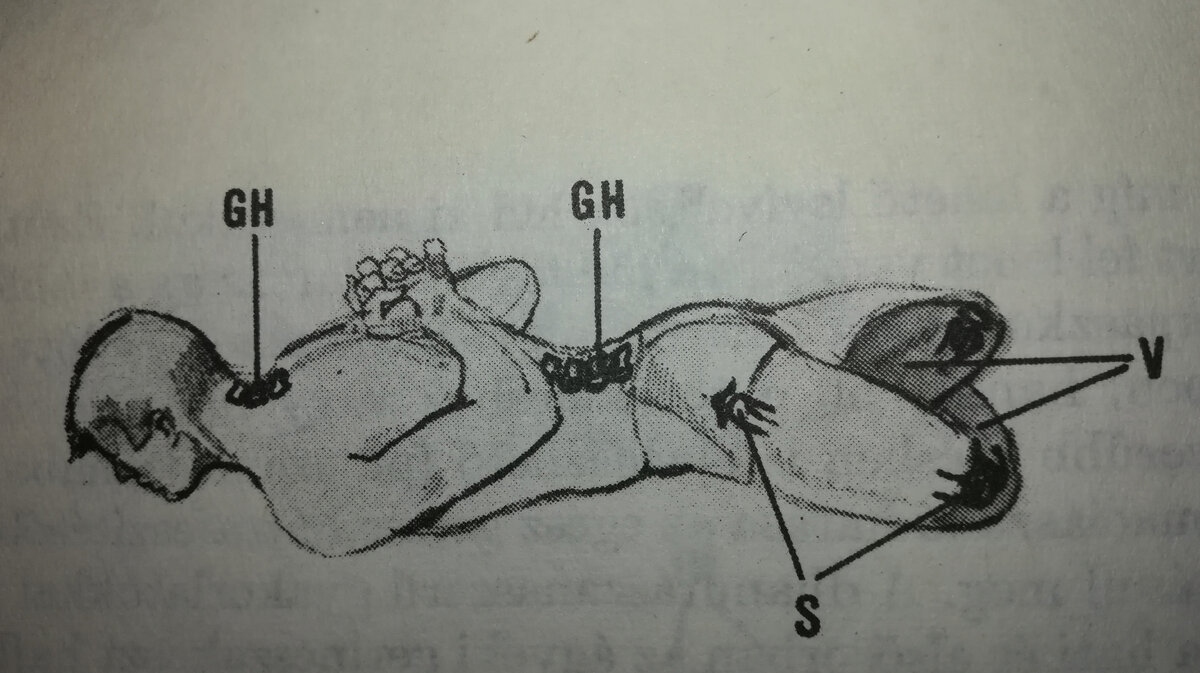 (рис. 65 – Физиологические эффекты Макарасаны: GH – прогиб позвоночника в шейном и поясничном отделах; S – скручивание тазобедренных и коленных суставов; V – замедление кровообращения в ногах) 