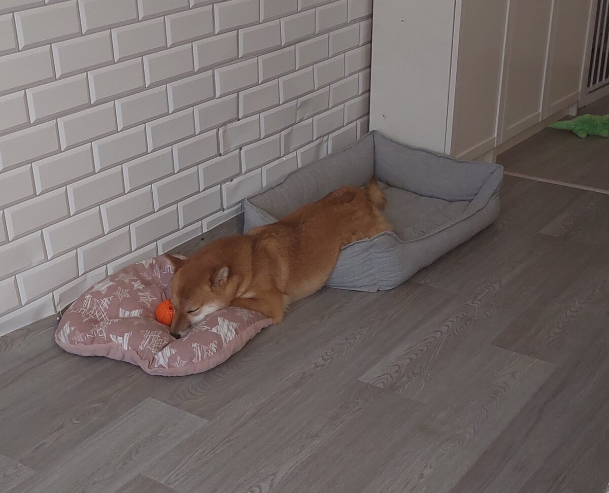 На двух стулья не усижу, а вот на двух лежанках полежу