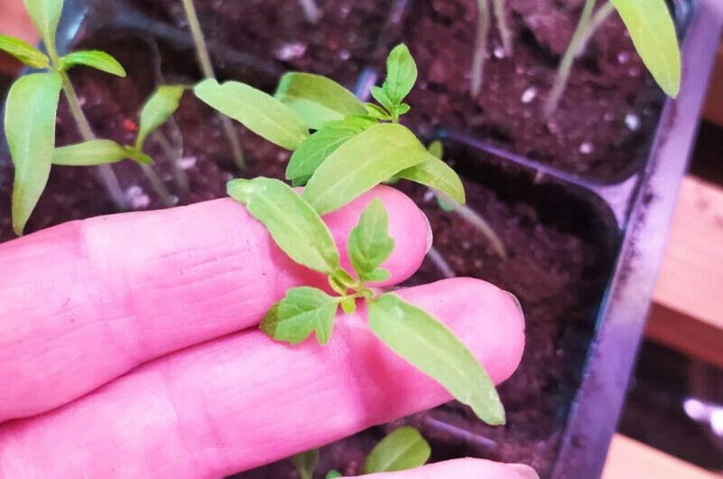 Рассаду томатов пикирую на такой фазе роста.