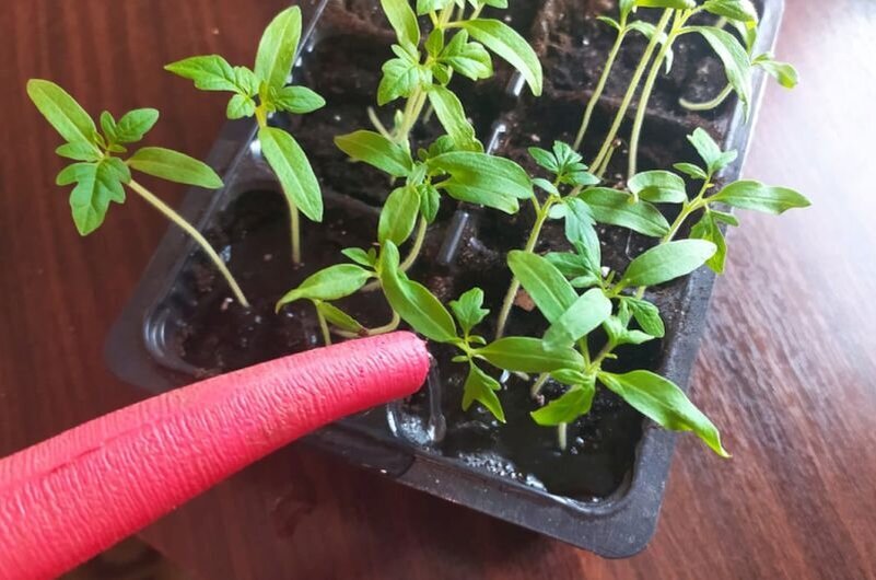 Заранее поливаю рассаду томатов.