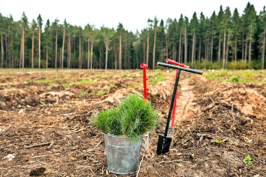     Республиканская добровольная акция "Аднавiм лясы разам!" стартует 23 марта