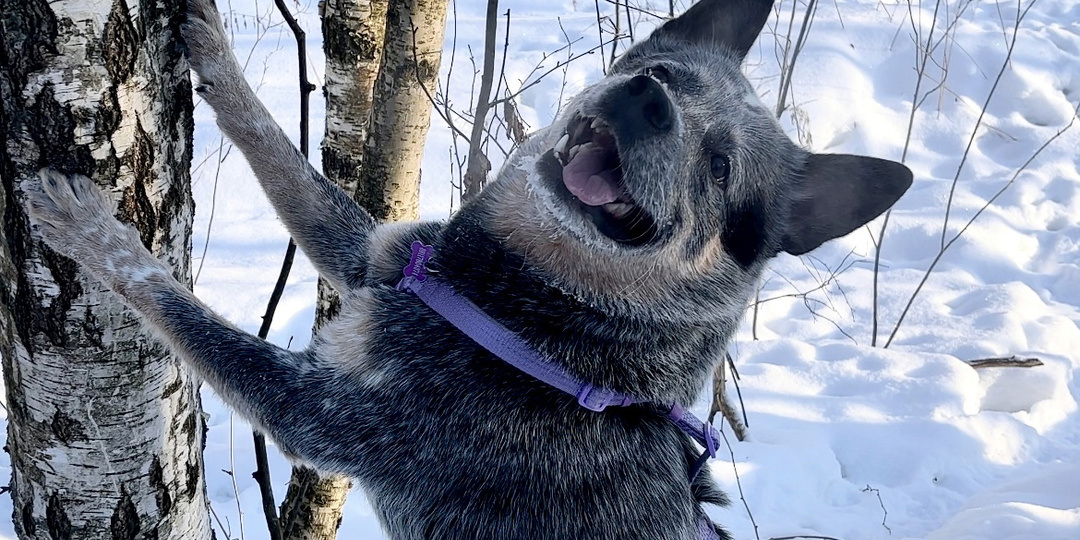Как выбрать шлейку для собаки?