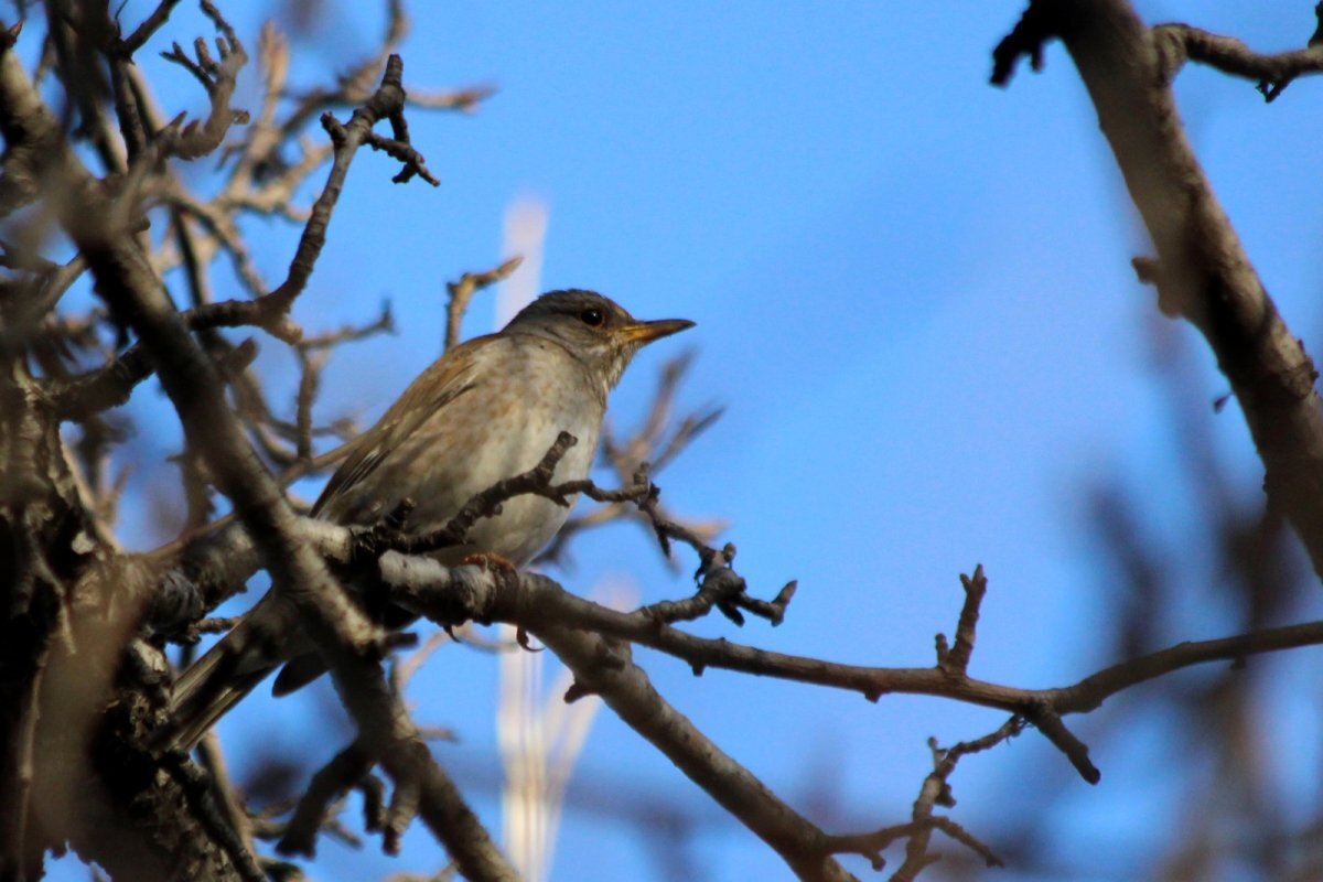    «Громче циркулярной пилы».