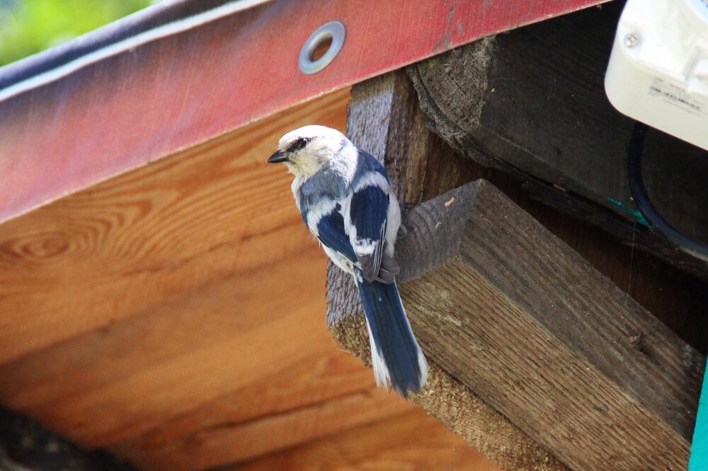    Белая лазоревка известна своим пением и тягой к жизни у воды. Фото: Из личного архивa/ Светлана Фунникова