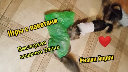 Кошачьи игры с пакетами