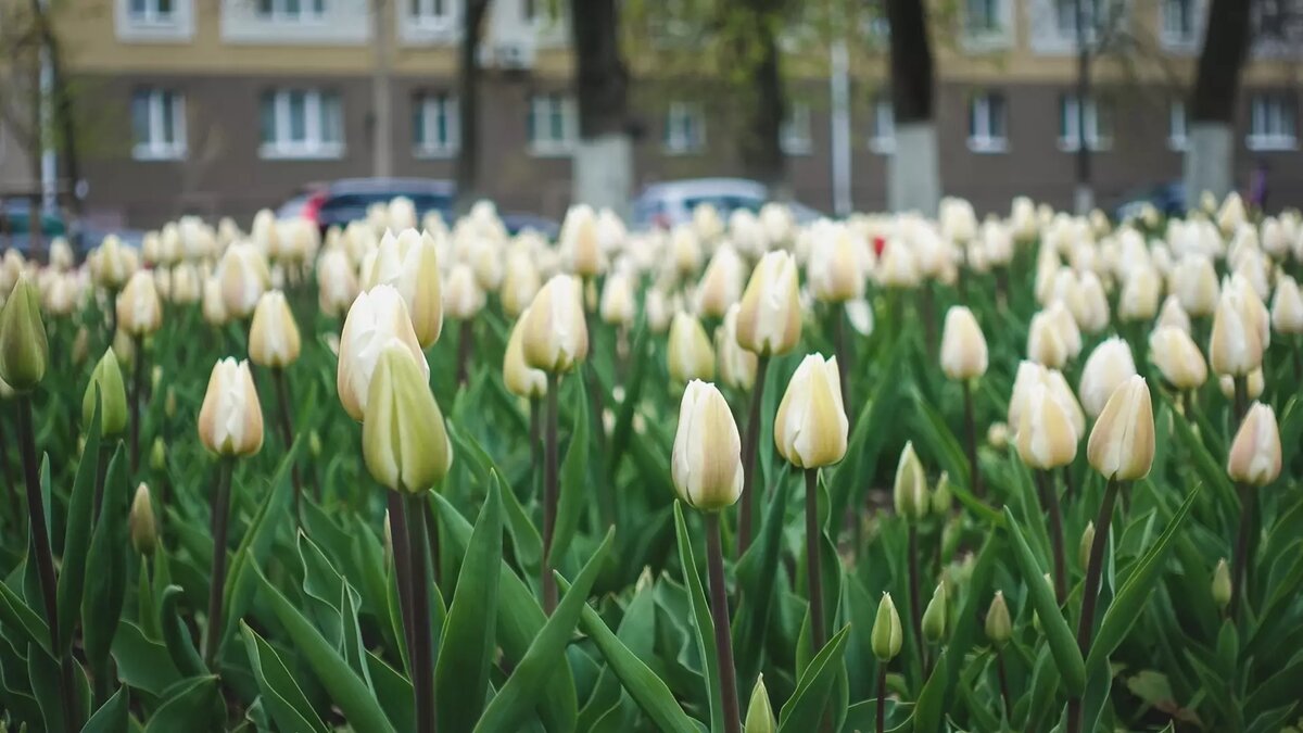     День весеннего равноденствия — это период, когда день и ночь равны по продолжительности, то есть длятся по 12 часов. Событие представляет собой астрономическое явление и праздник, уходящий корнями в глубокое прошлое.