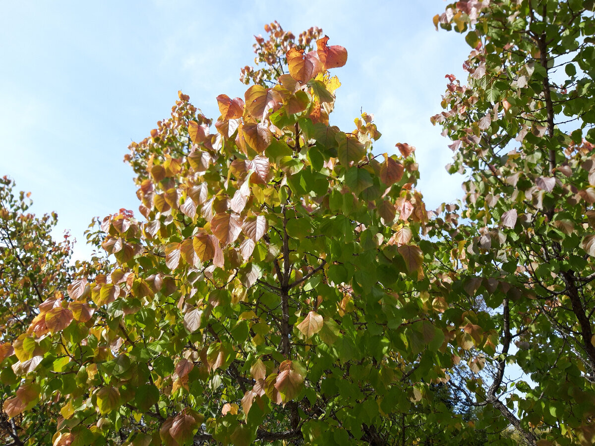 Осенний вид