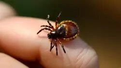 Клещи просыпаются, готовятся к опасному сезону в Хабаровском крае