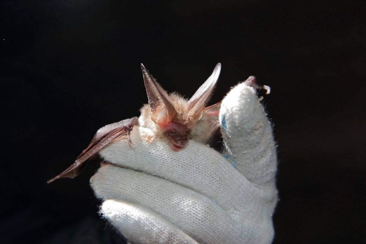 Рентген летучей мыши. Летучая мышь красивая. Летучие мыши офицеры. Нильский крылан эстетика. Эхолокация рукокрылых.