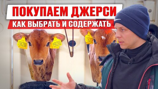 Джерсейская порода коров | Как выбрать и содержать джерси | Купить коров джерси