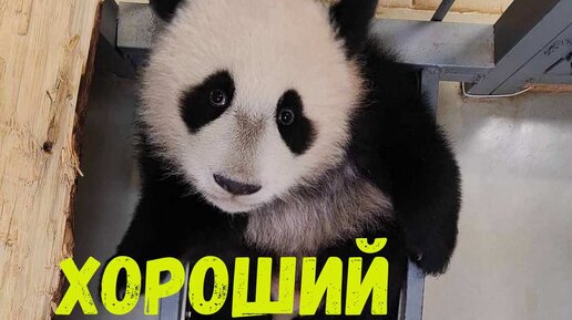 Панда🐼🐼😁 | Хороший день | Московский зоопарк