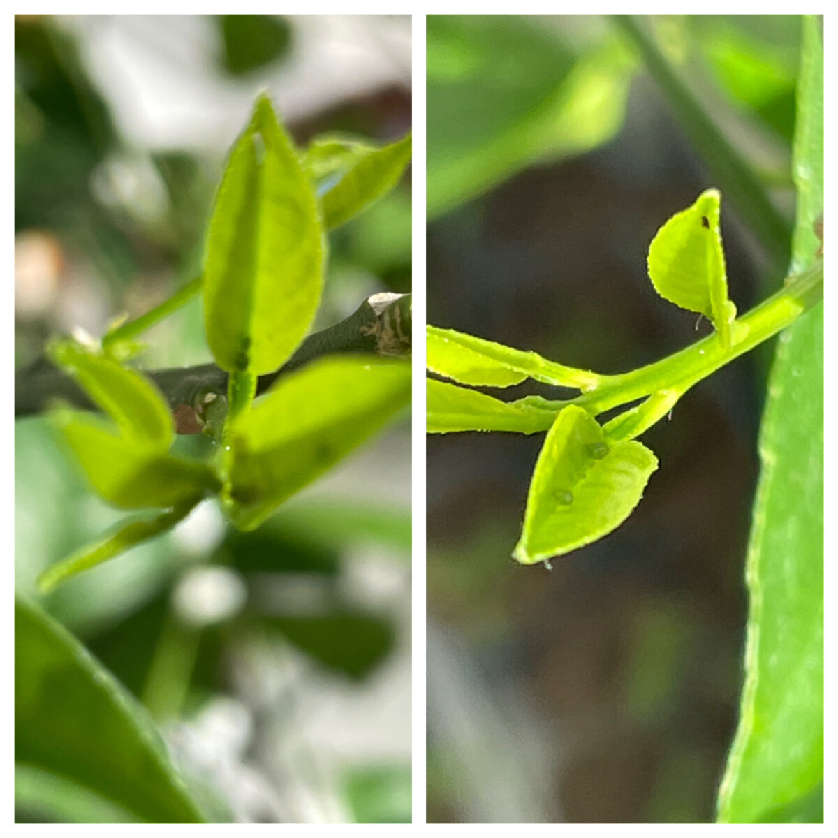 Тля на молодых листочках лимона 