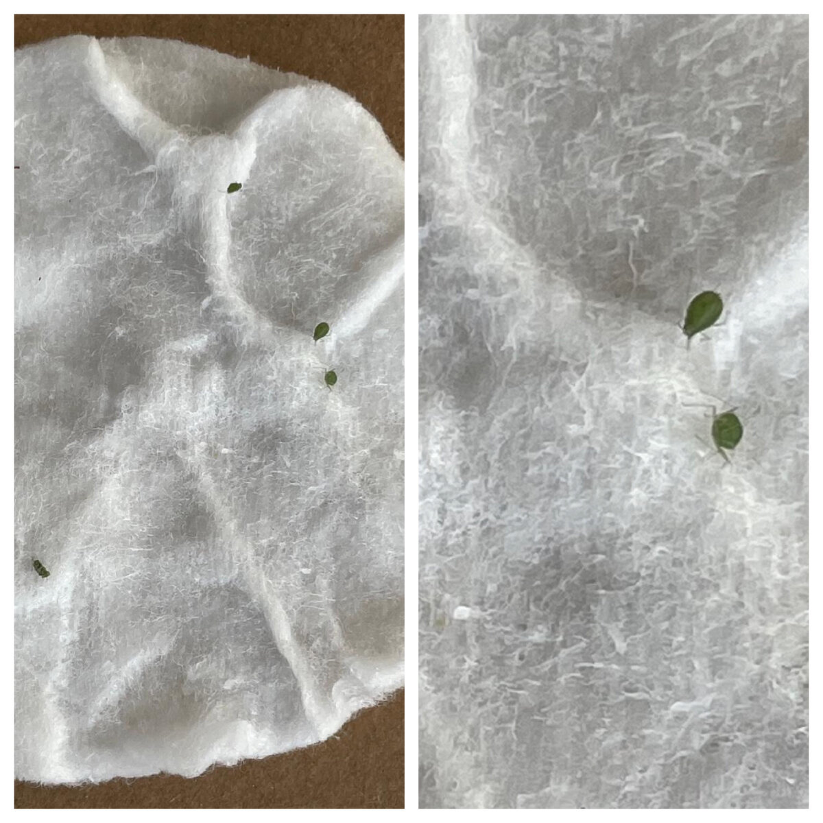 Тля, которая ест лимон