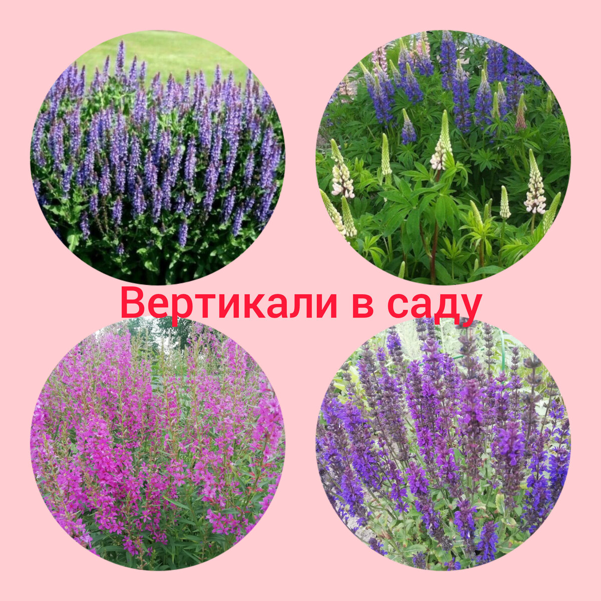 Фотоколлаж автора. 