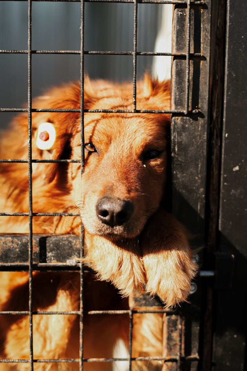 Несколько бедолага приют. А всего их около 300... Снимки Екатерины Юрковой (Брянск)