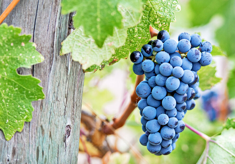 Гроздь винограда Мерло