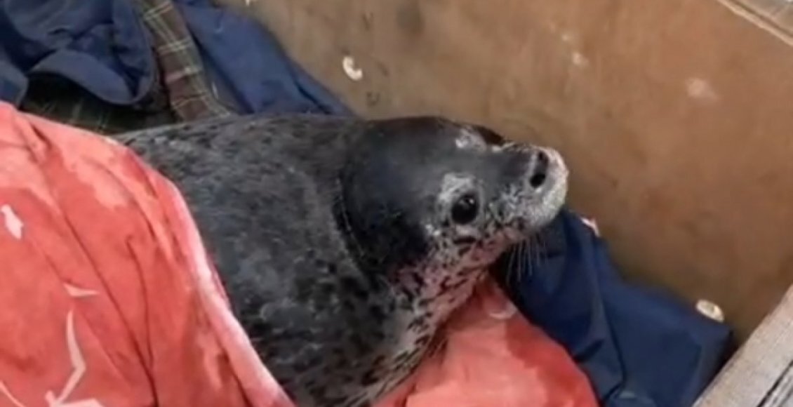    Фото: реабилитационный центр "Тюлень"