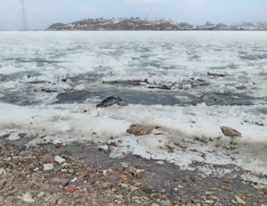    Фото: реабилитационный центр “Тюлень”