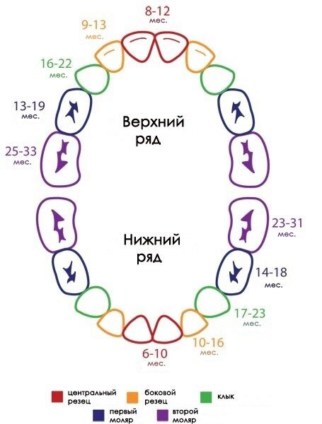 Если брать в расчет эту картинку, то все у Тимура в пределах нормы