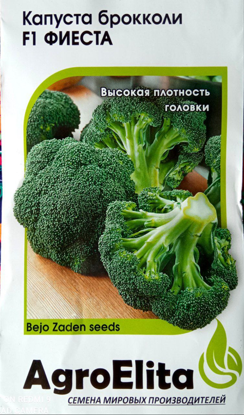 Плоды округло-плоской формы, тёмно-зелёного цвета. Фото автора.