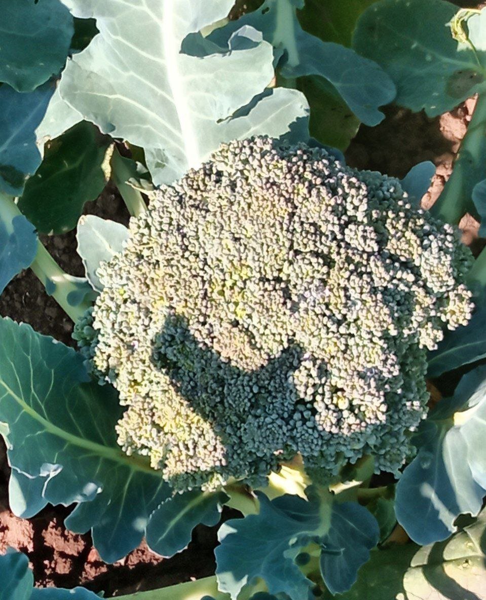 Фото автора. Листайте вправо.