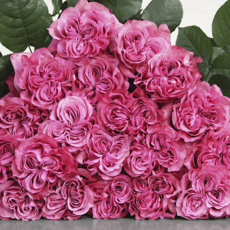 Роза Кантри Блюз. Фото из интернета