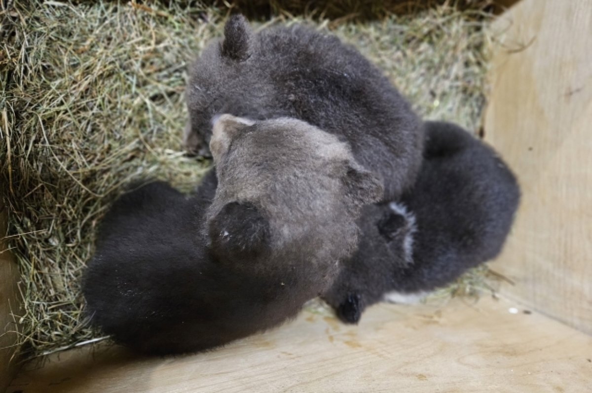    Зоологи показали, как питаются привезённые в Тверскую области медвежата