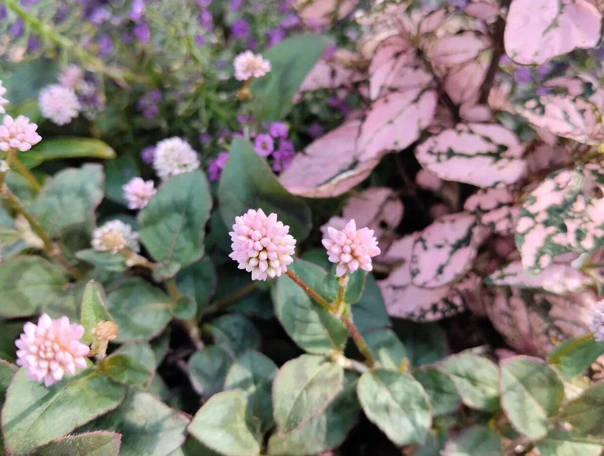 Горец головчатый, розовый гипоэстес, алиссум, 2023 г.