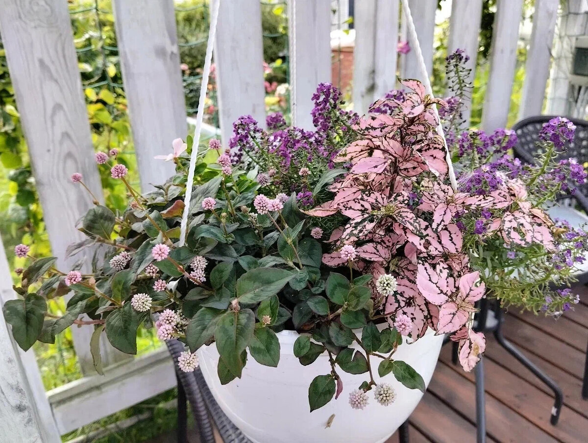 Горец головчатый в подвесном кашпо с розовым гипоэстесом и алиссумом, 2023 г.