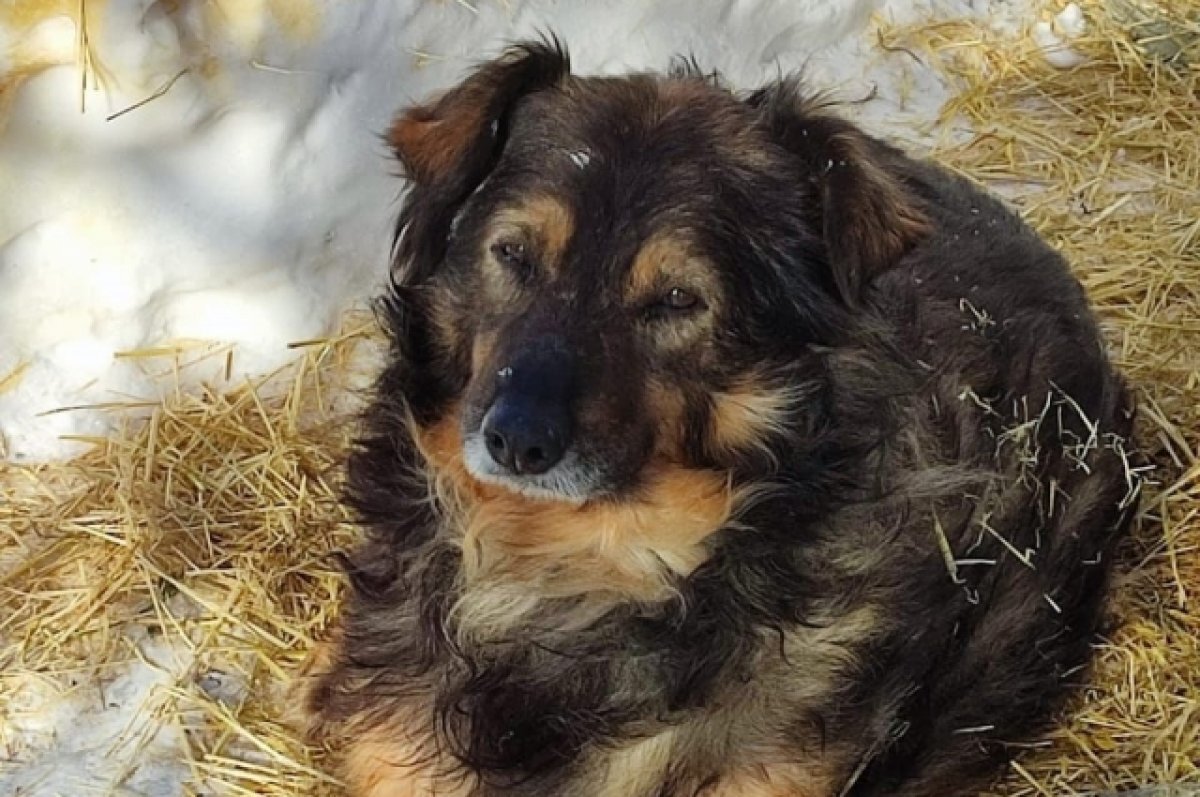    Последняя ночь Гаврюши.