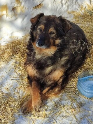    Фото: Стационар для животных «ФлагманВет»