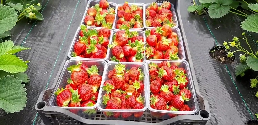 Что могло погубить наш урожай клубники?