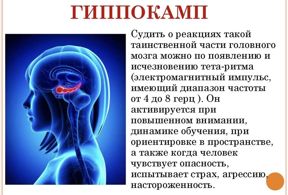 Гипокамп. Гиппокамп головного мозга функции. Гиппокамп аммонов Рог. Левый гиппокамп.