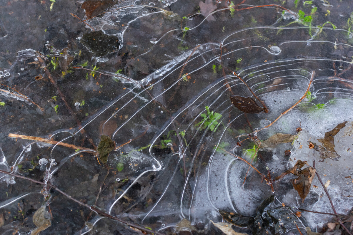 Зелень, скованная льдом