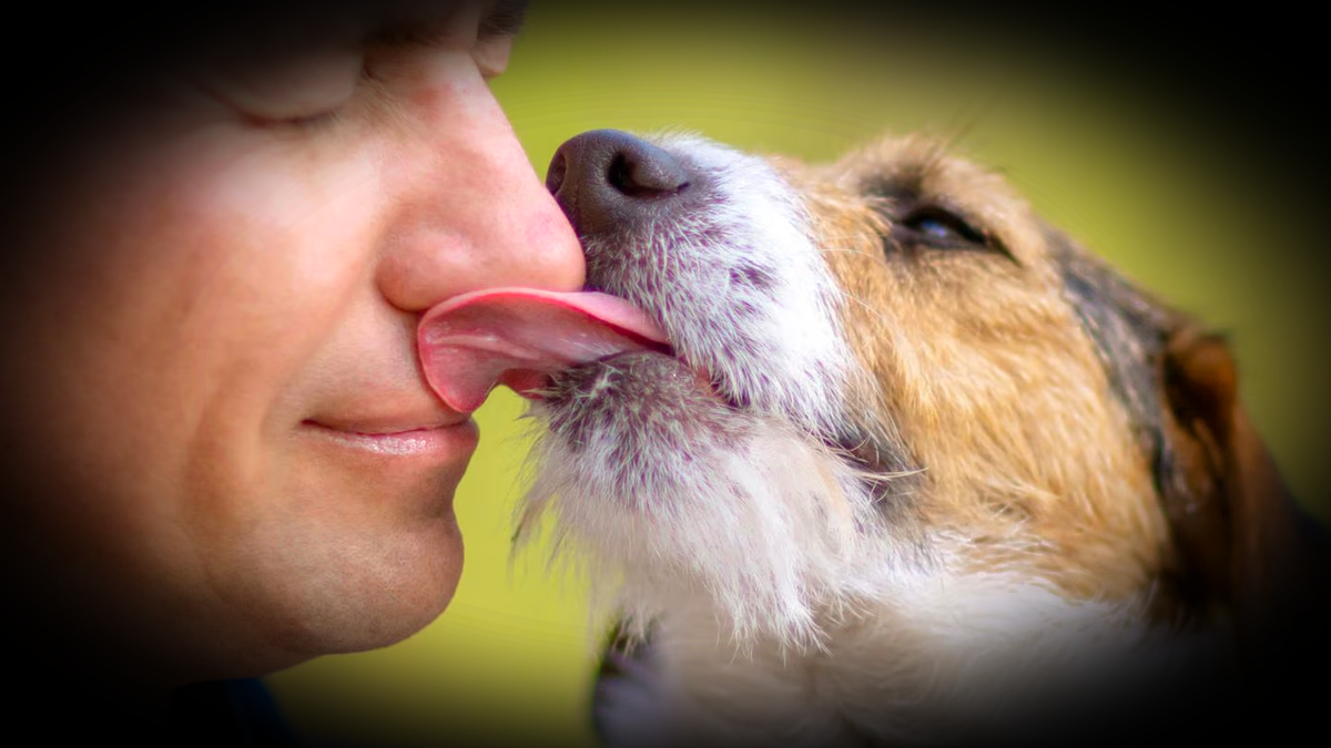 Вам нравится, когда Вас лижут незнакомые собаки?