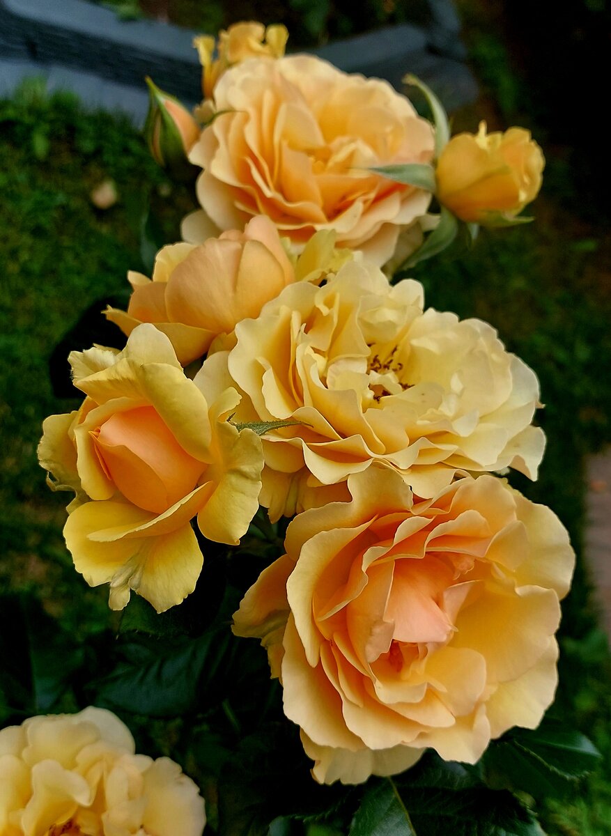 Эмбер Куин. Флорибунда