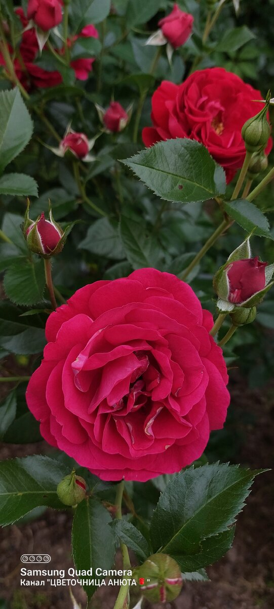 Бордо. Флорибунда