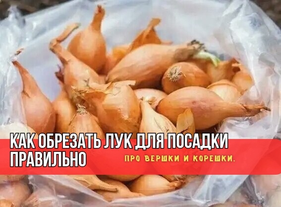 Обрезка лука для посадки: 2 ошибки, которые садоводы назвали правилами. Неправда про обрезку: чтобы лук быстро взошел и был крупным