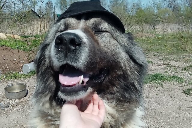    Овчарка Ника давно нашла новую семью и живёт в Санкт-Петербурге Фото: Зооприют "Добрый" в Порхове