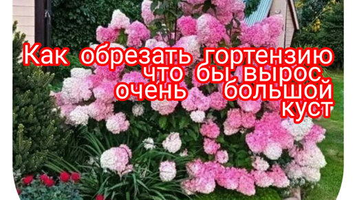 Обрезаем гортензию, что бы вырастить кусты 2 на 2 со множеством небольших цветов.