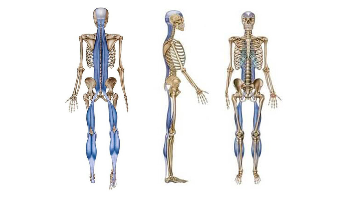 Задняя фасцииальная цепь. Картинка из интернета