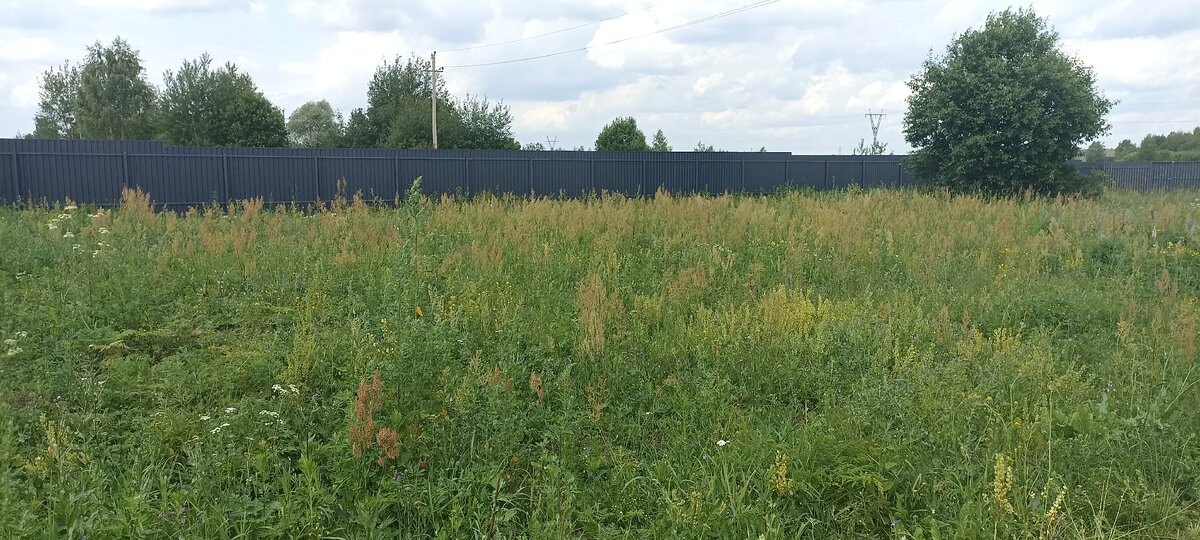 Вот такая трава была к началу июля