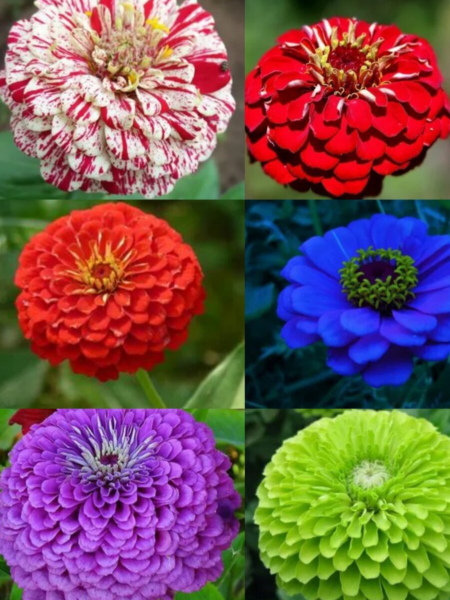 Для выращивания в саду и огороде чаще всего используются две разновидности циннии: узколистная и изящная.