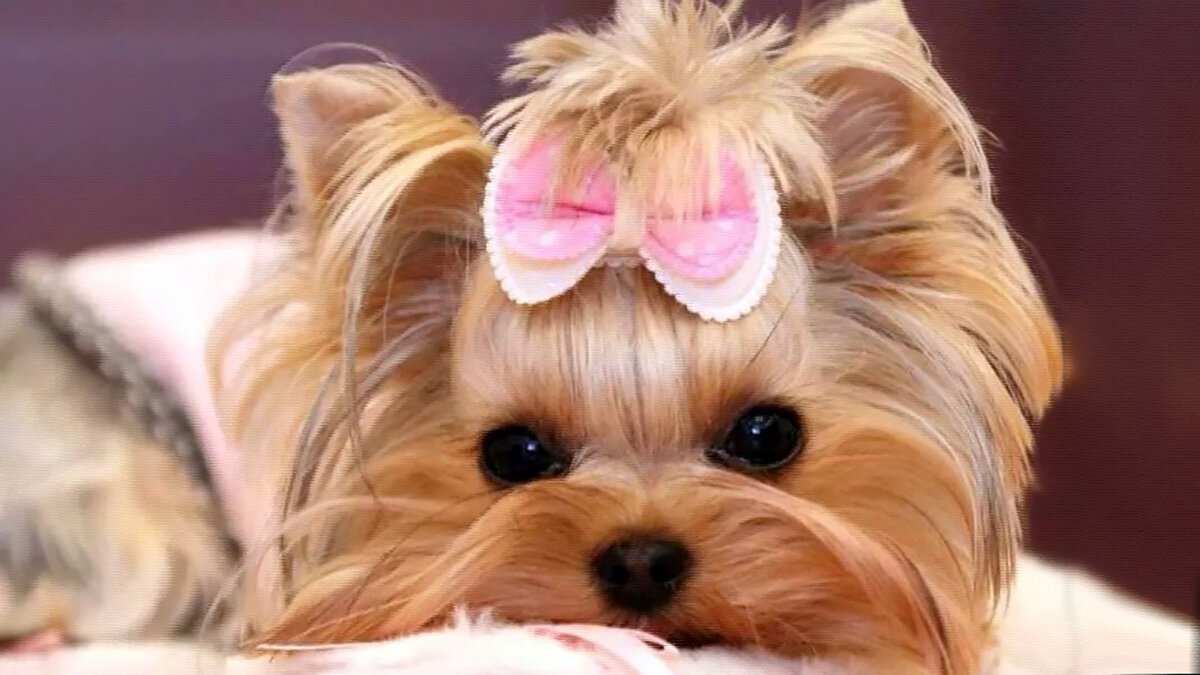 Фото из свободного доступа сети Интернет