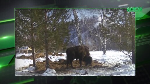 Этой весной в республике родятся первые телята дикого зубра