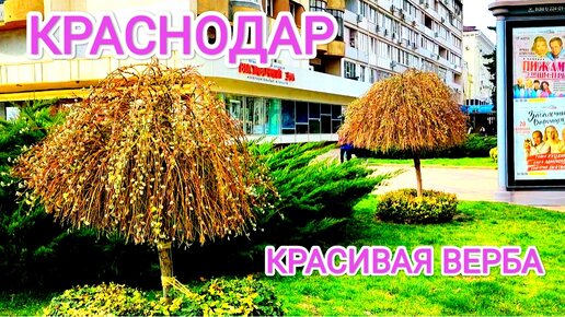 Краснодар. Красивая верба.