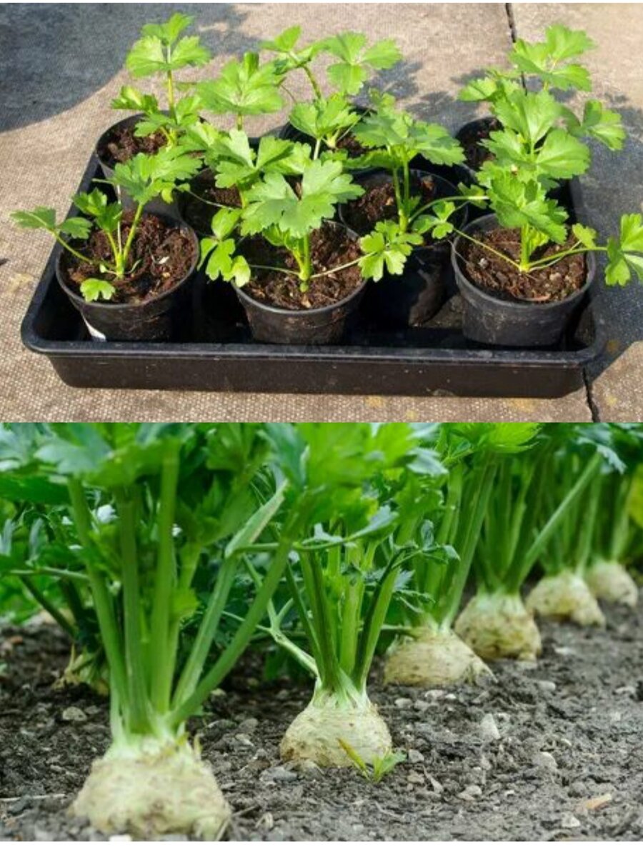 Кто-то не занимается этой культурой, поскольку не ест ее, кто-то не знает о ее полезных свойствах, а кто-то просто не в курсе как вырастить корневой сельдерей. Если вы относитесь именно к третьей категории дачников, убедитесь, что это вам точно по плечу.