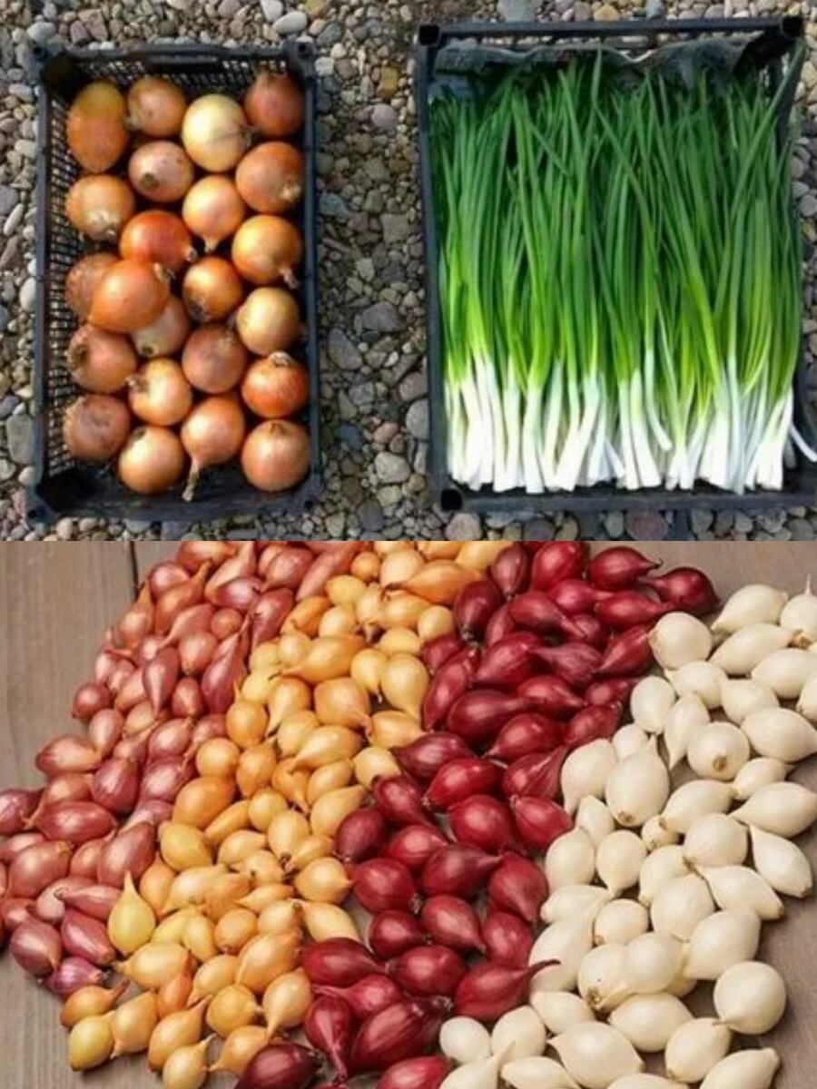 Вырастить лук не так сложно, тем более что есть несколько способов его разведения – семенами, через севок и через выборок.

