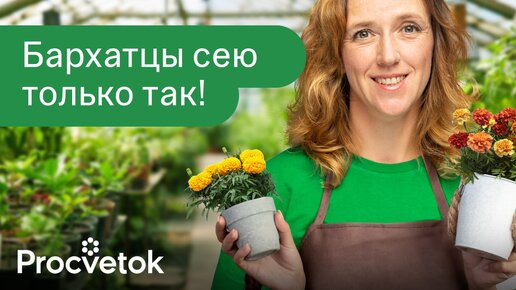 Бархатцы зацветут в мае, если посеять их таким способом сейчас!